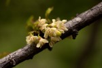 Diospyros quiloensis