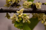 Diospyros quiloensis