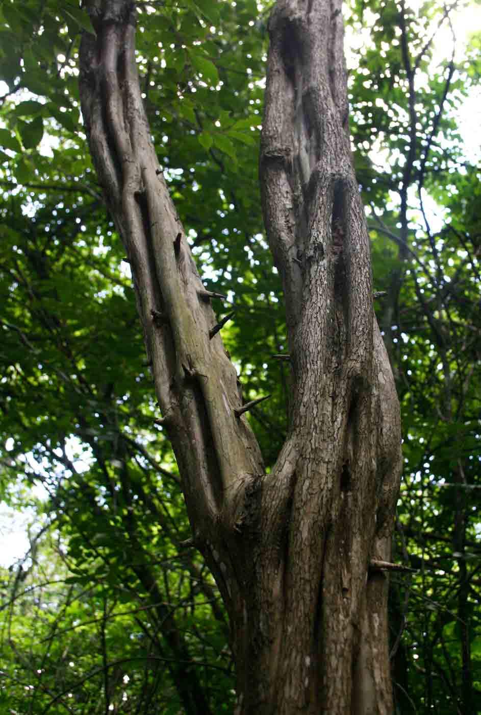Diospyros senensis