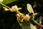 Diospyros senensis