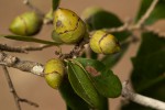 Diospyros senensis