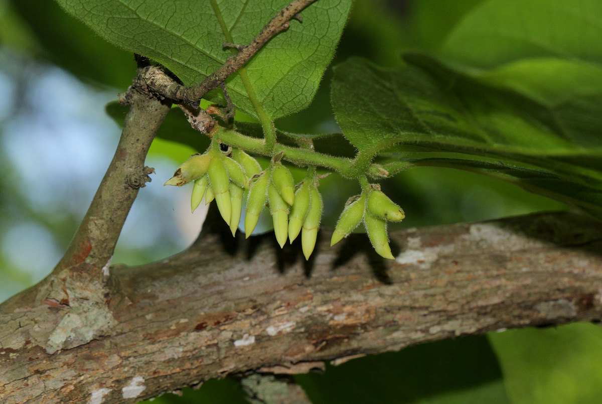 Diospyros senensis