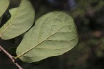 Diospyros senensis