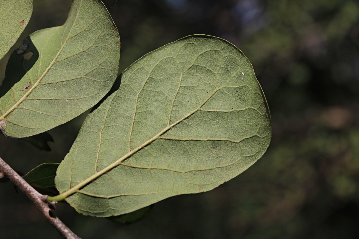 Diospyros senensis