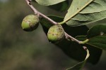 Diospyros senensis