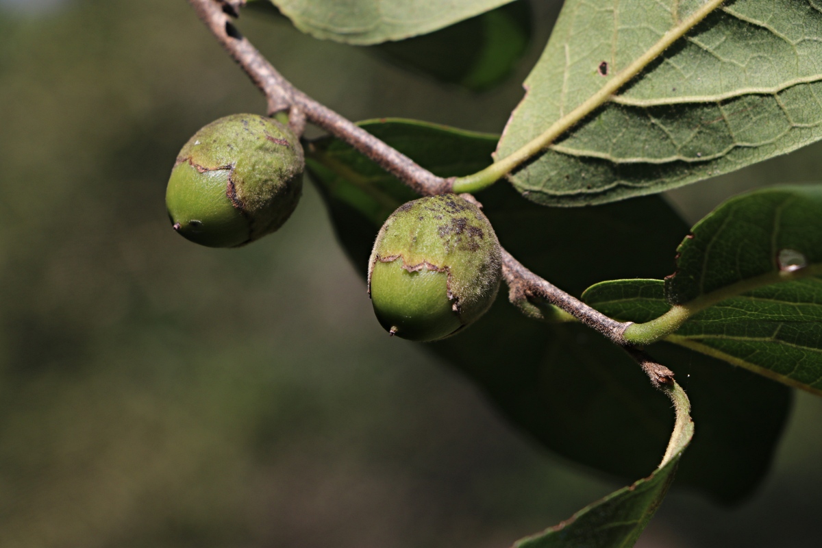 Diospyros senensis