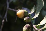 Diospyros senensis