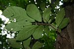 Diospyros senensis