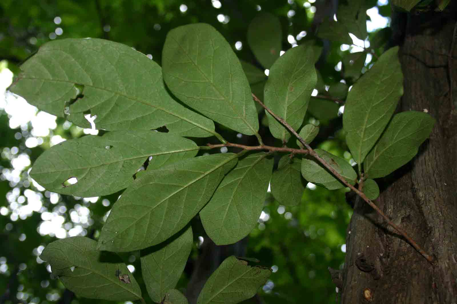 Diospyros senensis