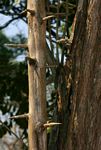 Diospyros senensis