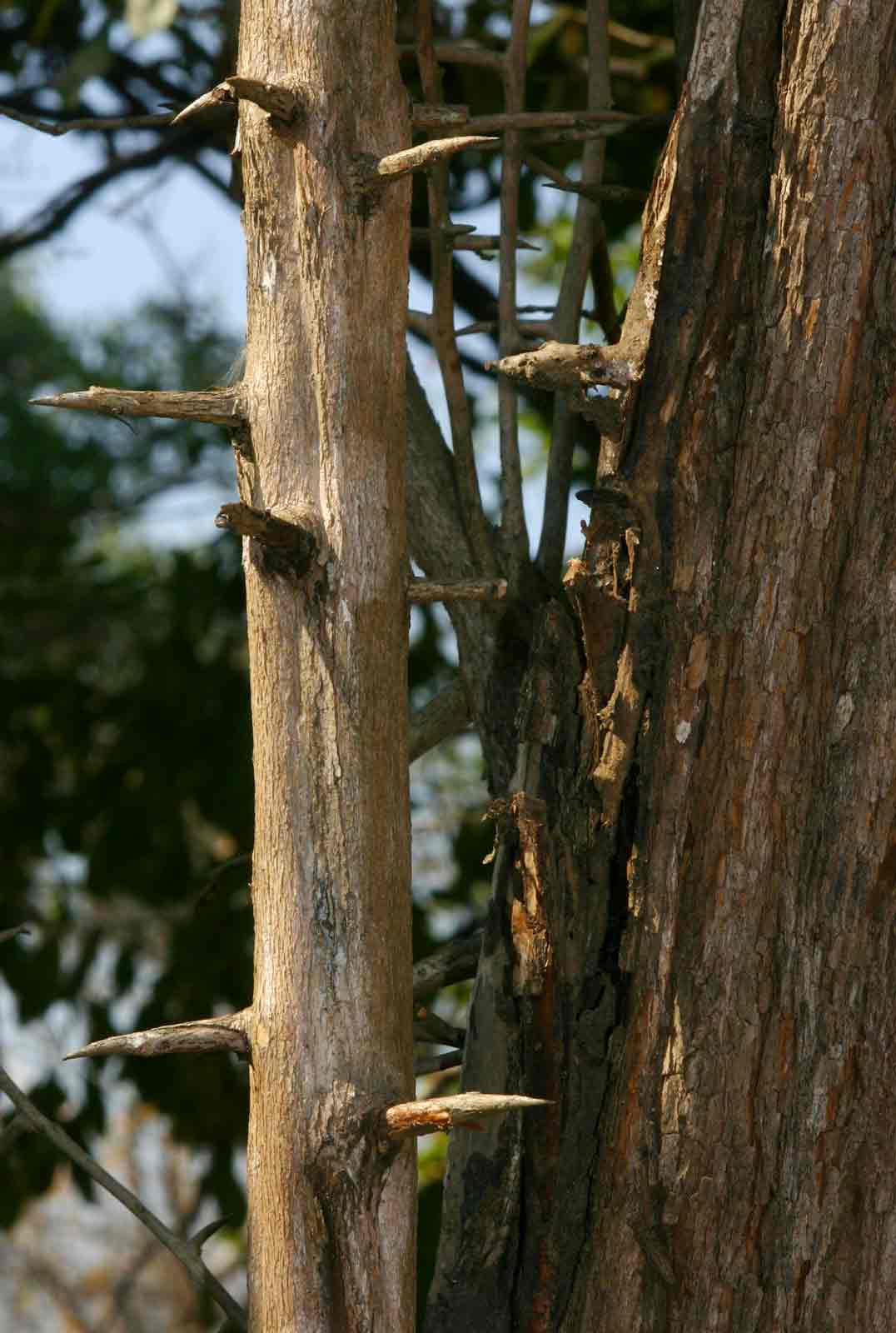 Diospyros senensis