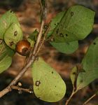 Diospyros senensis