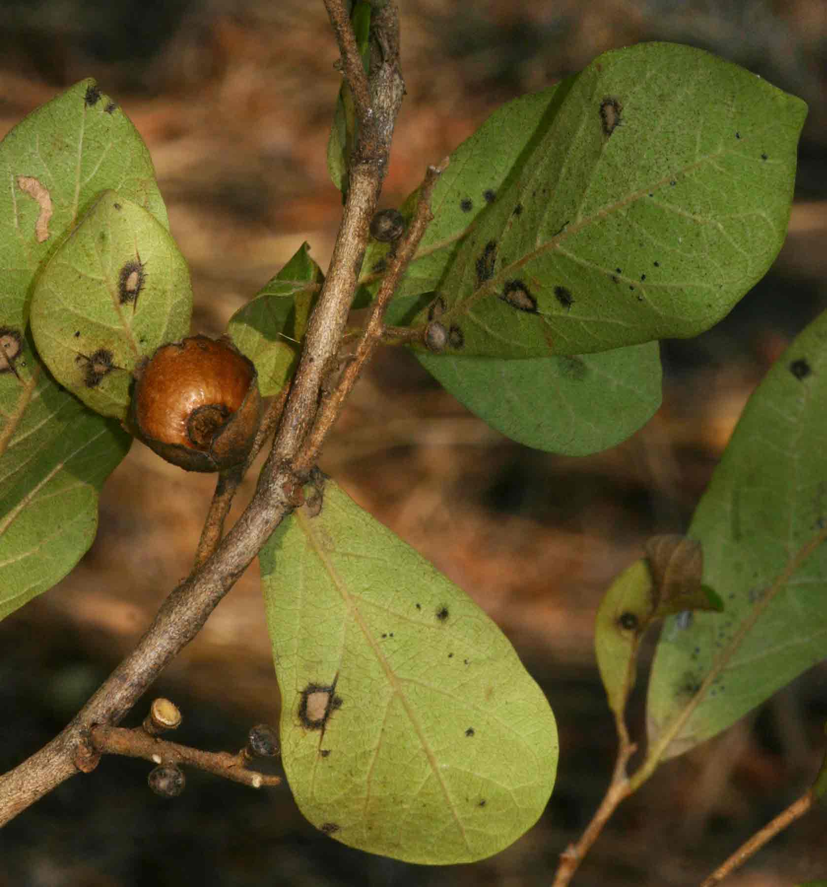 Diospyros senensis