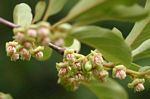 Diospyros squarrosa