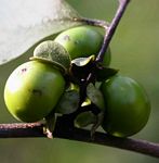 Diospyros squarrosa