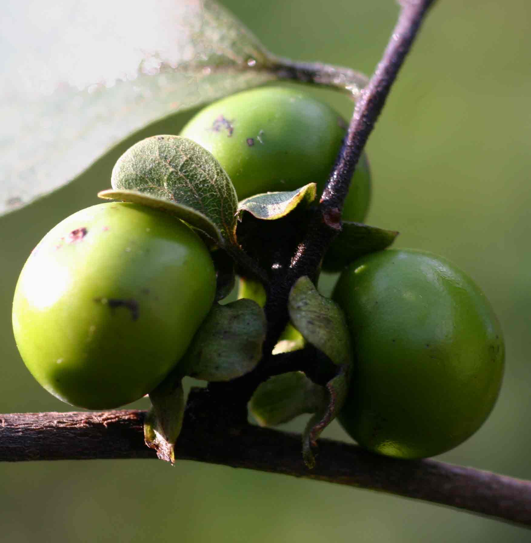 Diospyros squarrosa
