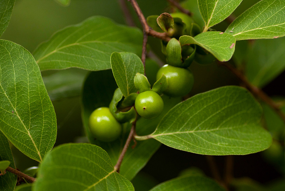 Diospyros squarrosa