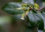 Diospyros whyteana