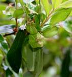 Diospyros whyteana