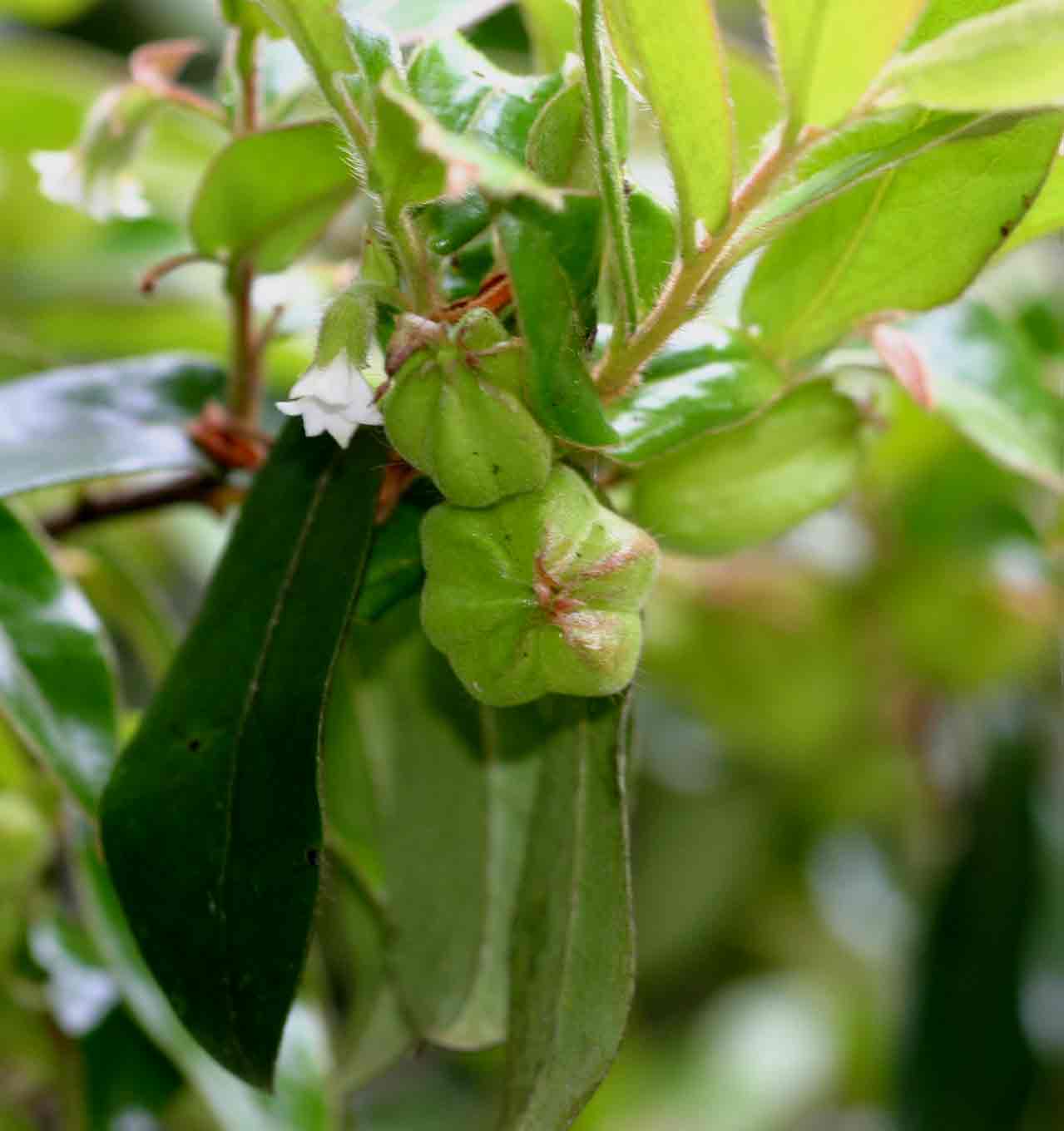 Diospyros whyteana