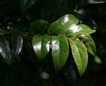 Diospyros whyteana