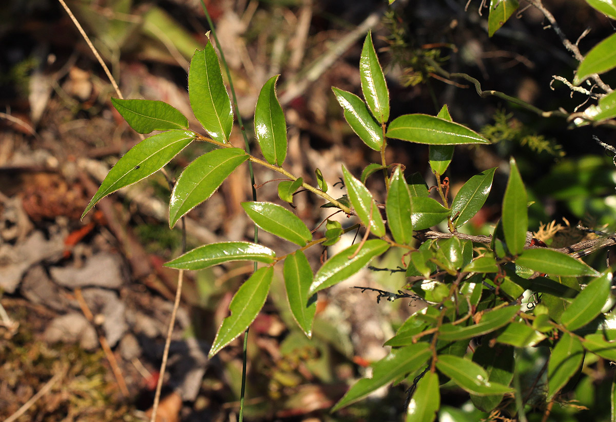 Diospyros whyteana