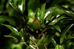 Diospyros whyteana