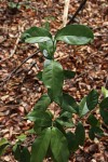 Chionanthus battiscombei
