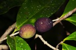 Chionanthus battiscombei