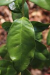 Chionanthus battiscombei