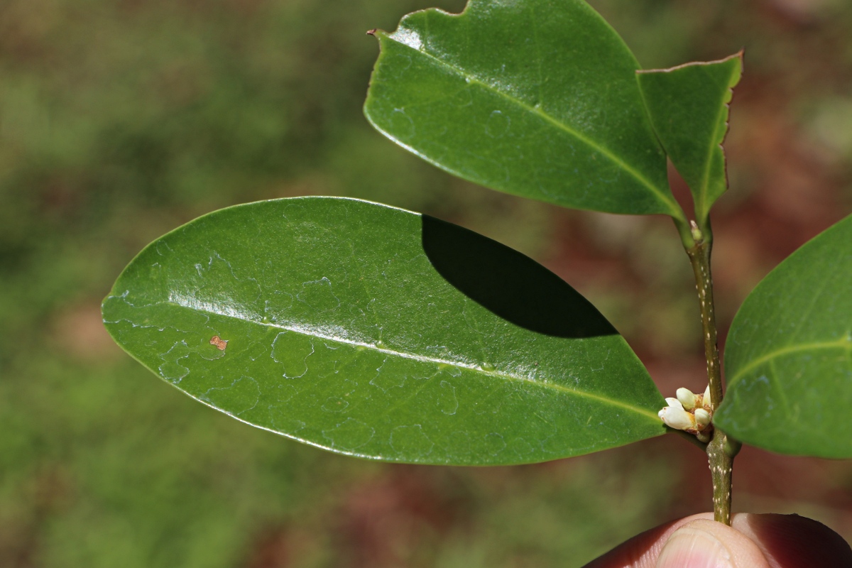 Chionanthus battiscombei