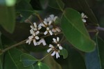 Chionanthus battiscombei