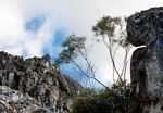Olea chimanimani