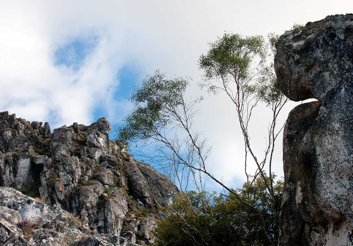 Olea chimanimani