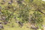 Olea chimanimani
