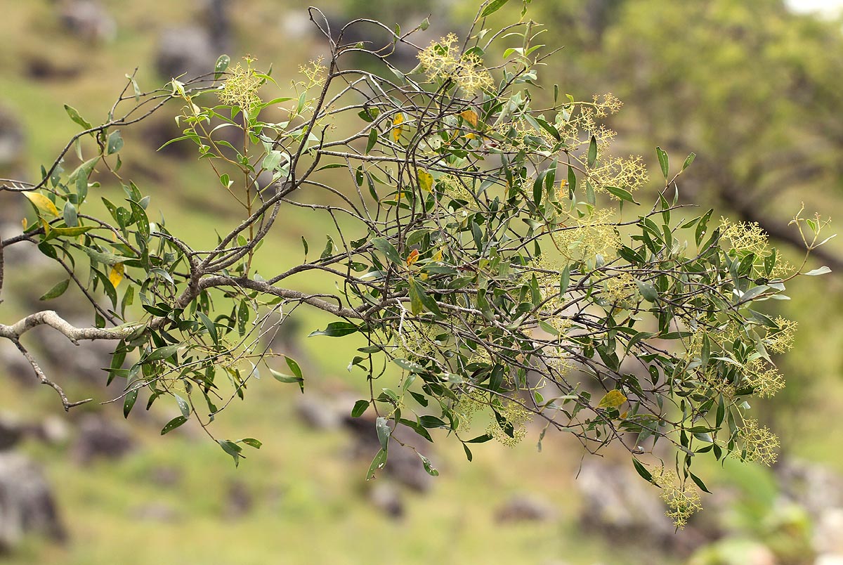 Olea chimanimani