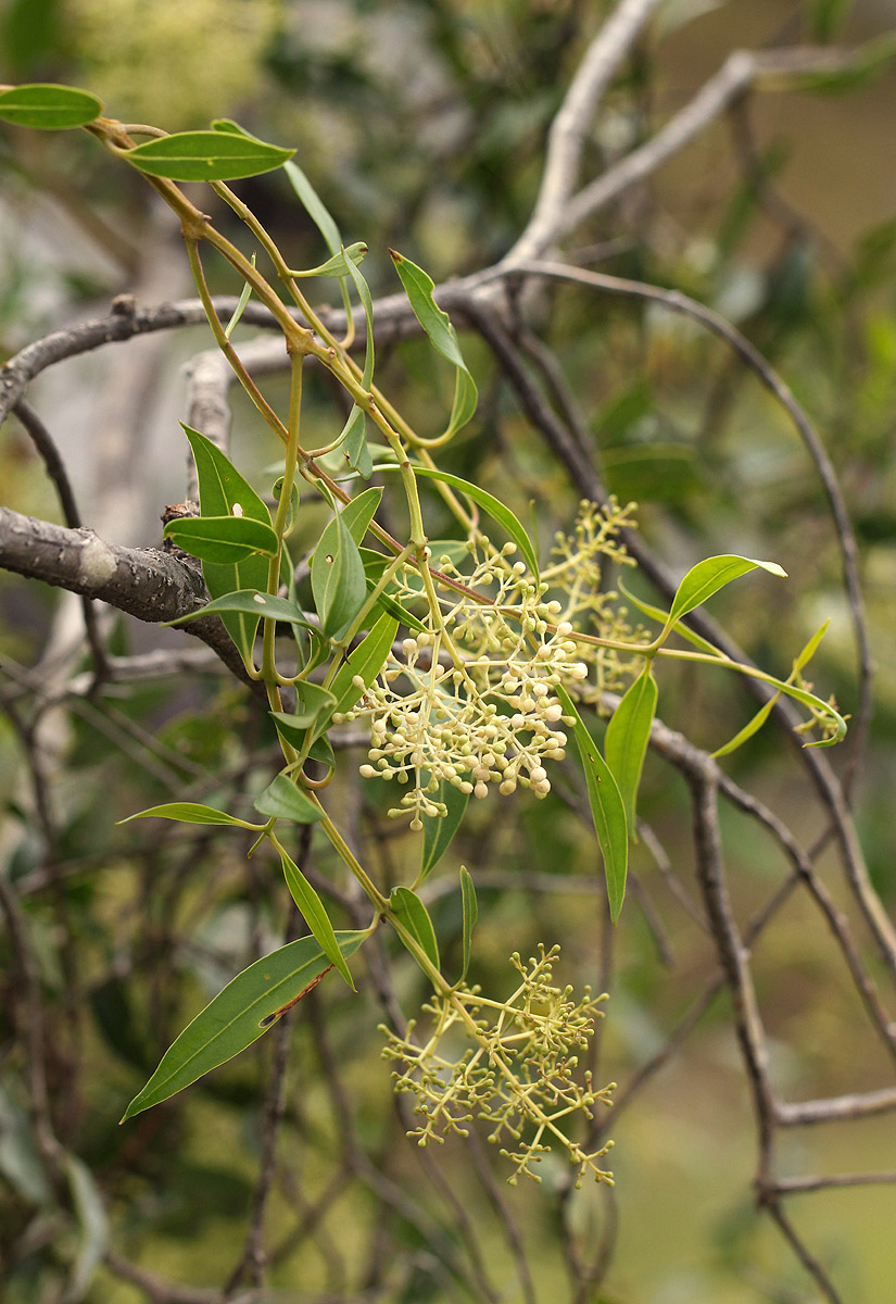 Olea chimanimani
