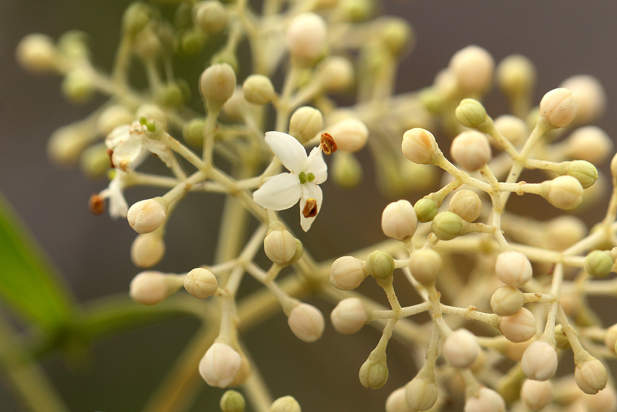 Olea chimanimani