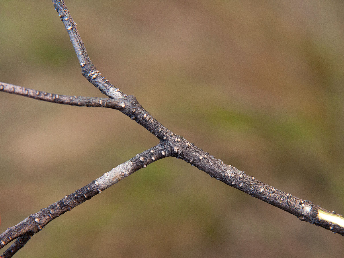 Olea chimanimani