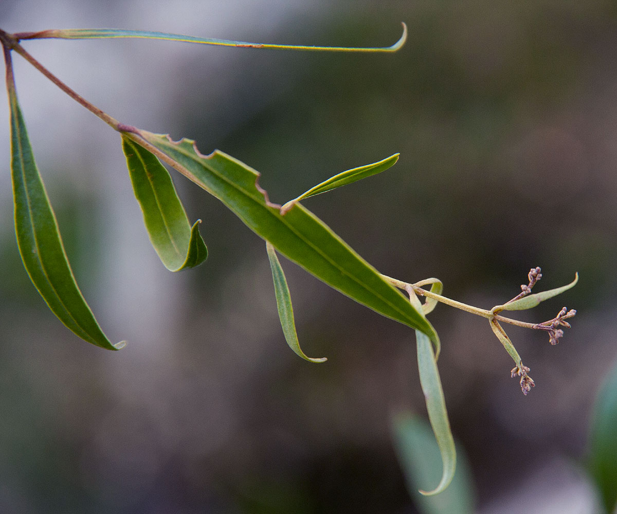 Olea chimanimani