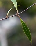 Olea chimanimani