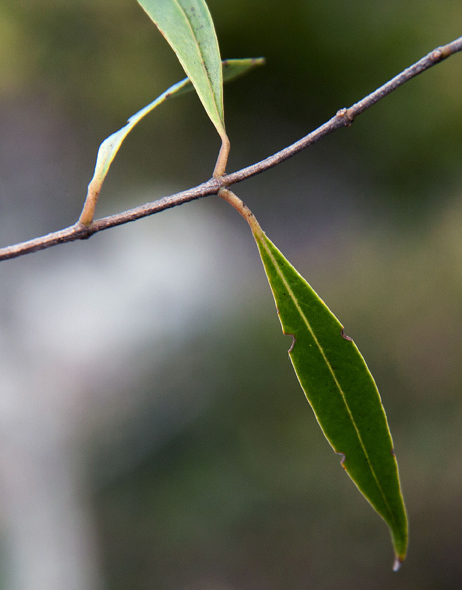 Olea chimanimani