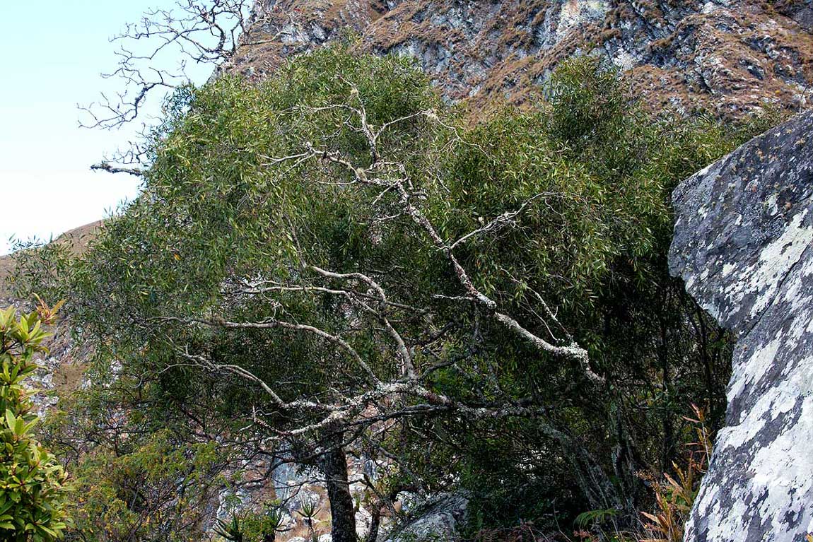 Olea chimanimani