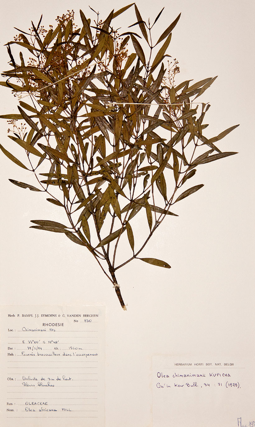 Olea chimanimani