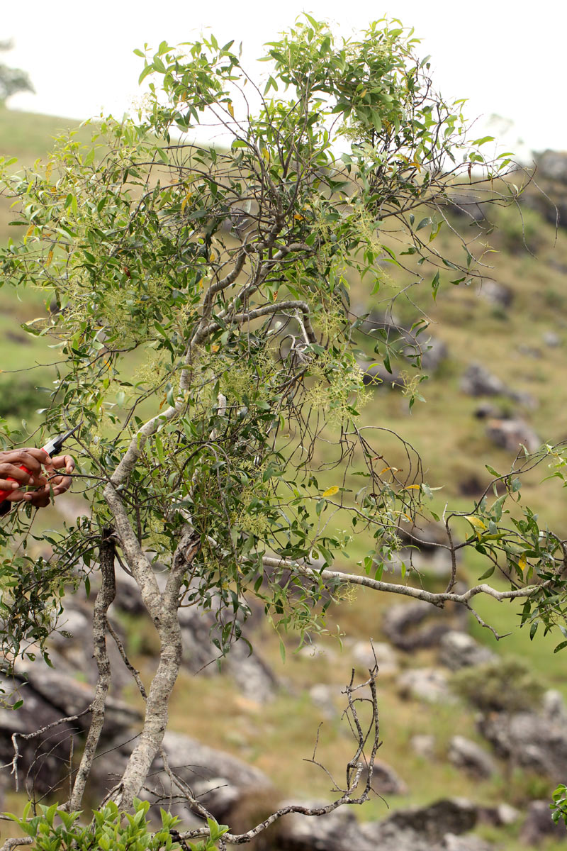 Olea chimanimani
