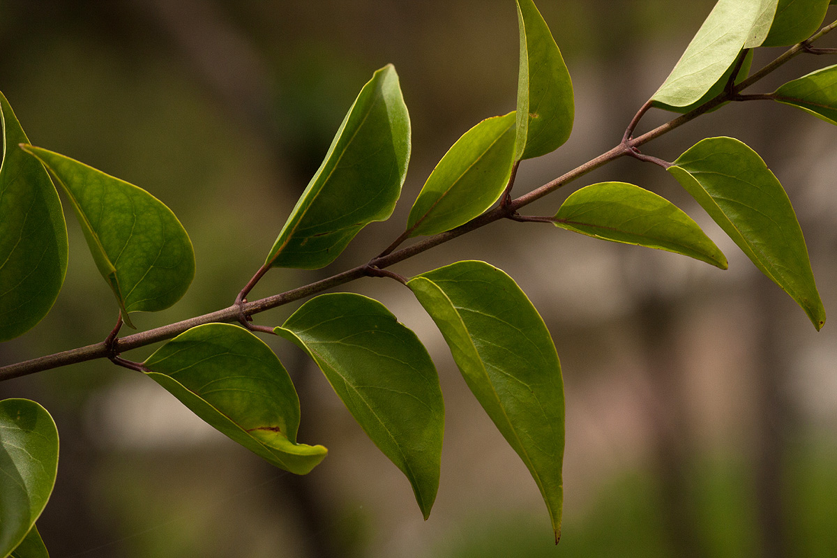 Jasminum multipartitum