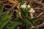 Jasminum streptopus