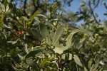 Salvadora australis
