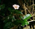 Mostuea brunonis var. brunonis