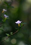 Mostuea brunonis var. brunonis